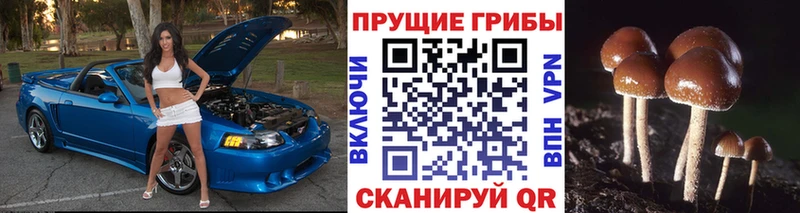 Галлюциногенные грибы прущие грибы  Бокситогорск 